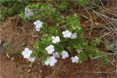 Barleria buxifolia